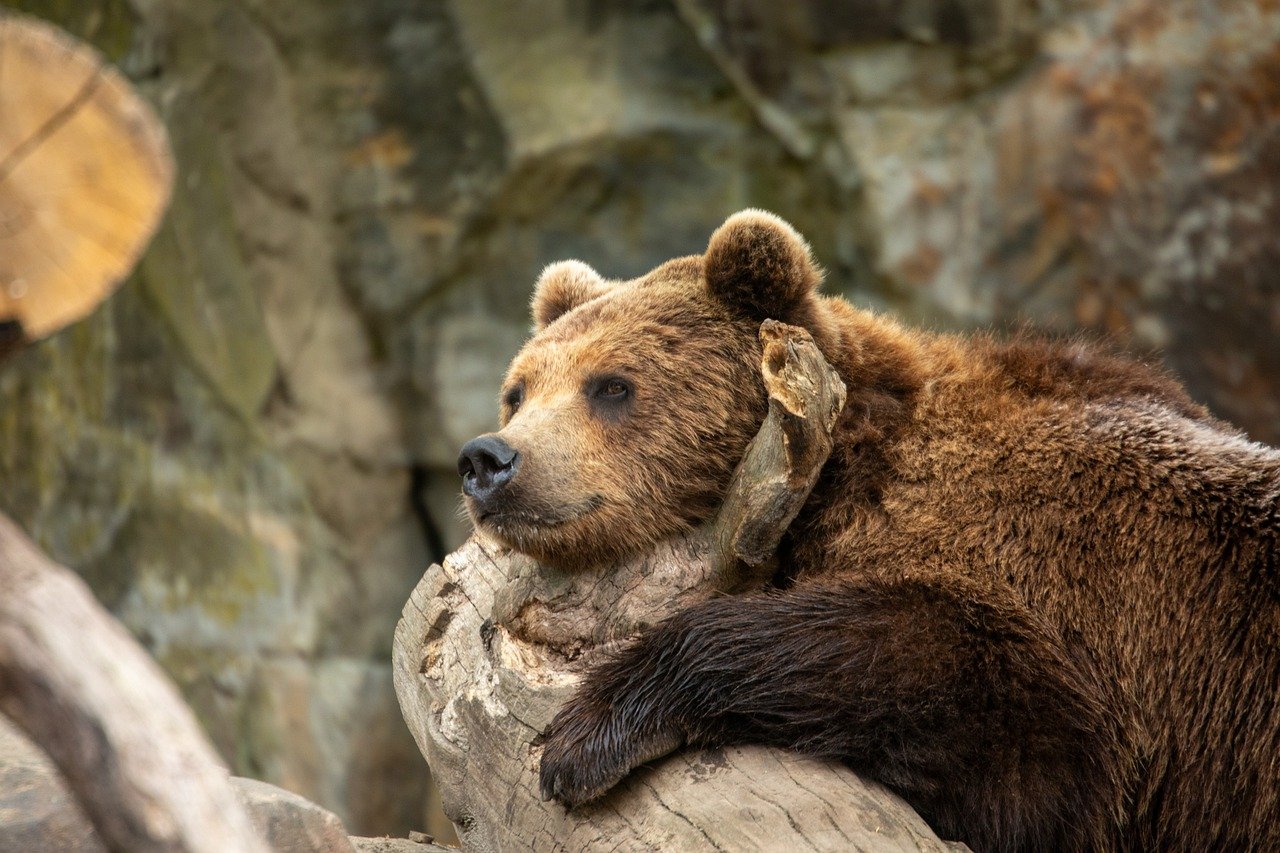 Make Your Own Zoo: Animal Crafts for Your Kids